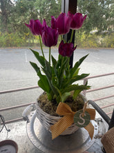 Load image into Gallery viewer, Mama Jo Planted Basket