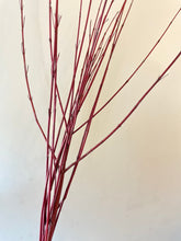 Load image into Gallery viewer, Red Dogwood