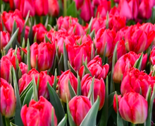 Load image into Gallery viewer, Local Tulip Bunches
