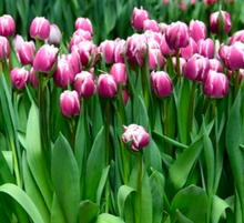 Load image into Gallery viewer, Local Tulip Bunches