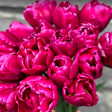 Load image into Gallery viewer, Local Tulip Bunches